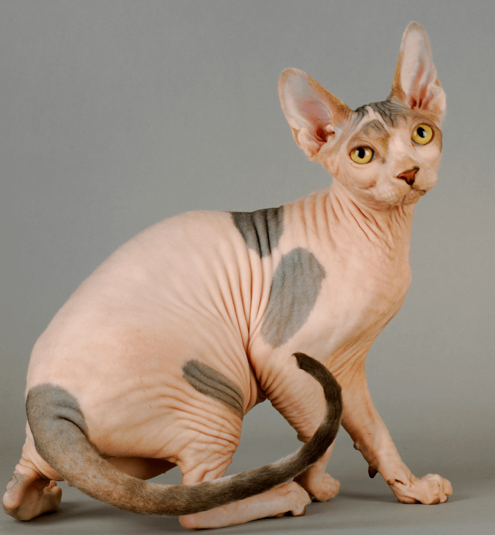 Sphynx cat