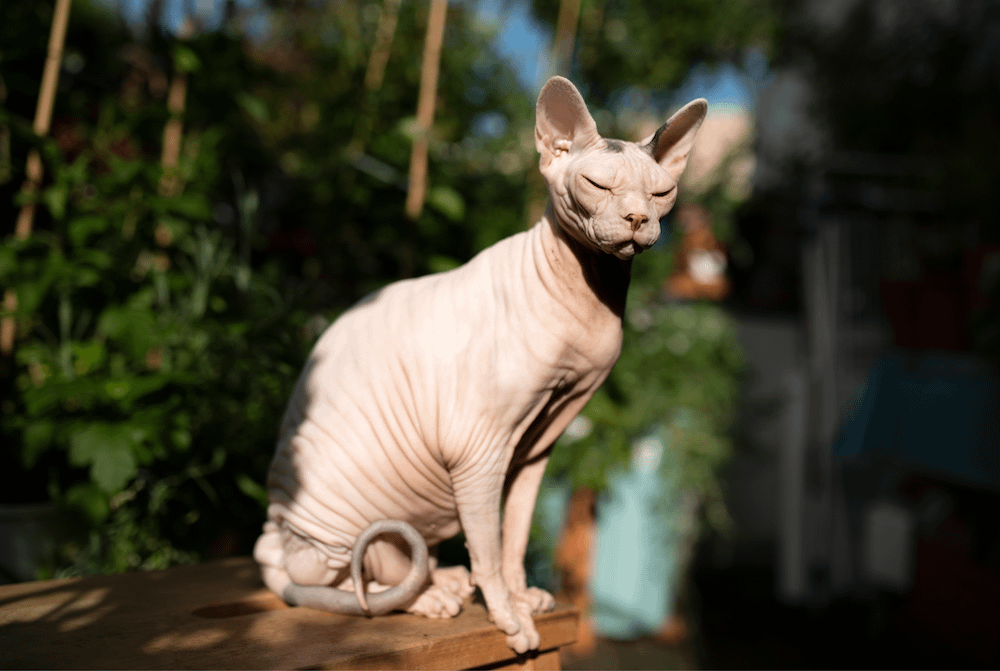 Sphynx cat sitting outside in sun