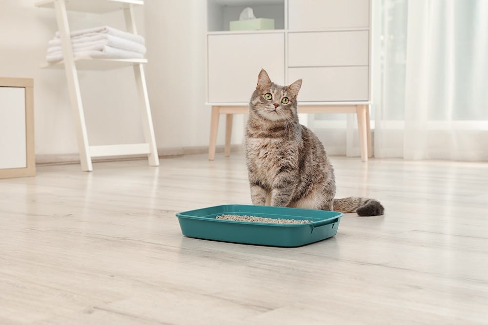 small cat litter box and tabby cat in a house