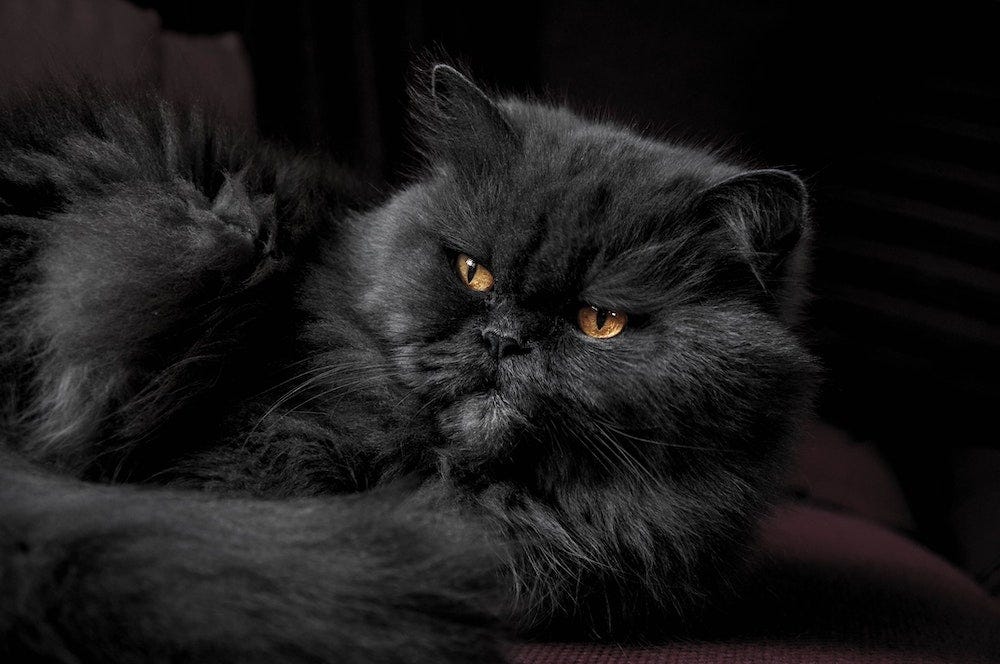 Persian black cat with copper eyes