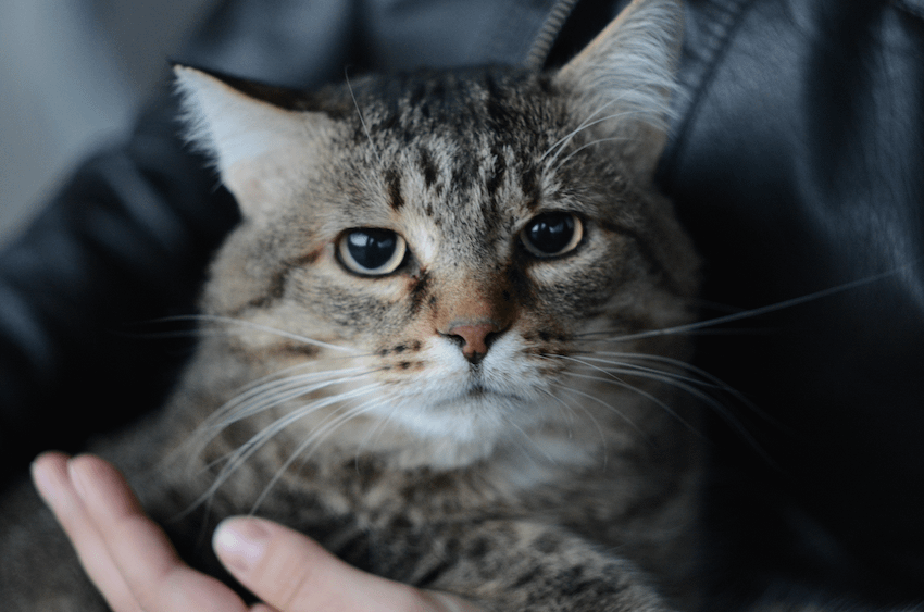 tabby cat held by person