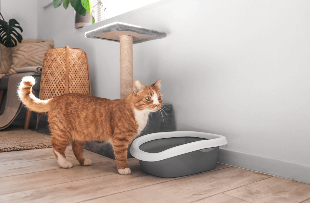 Cat using bathroom outside litter box best sale