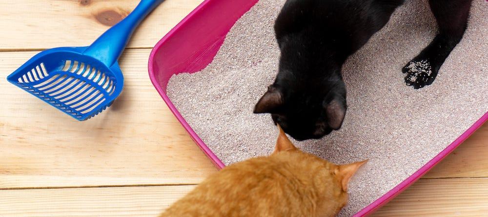 The Best Cat Litter for Multiple Cats