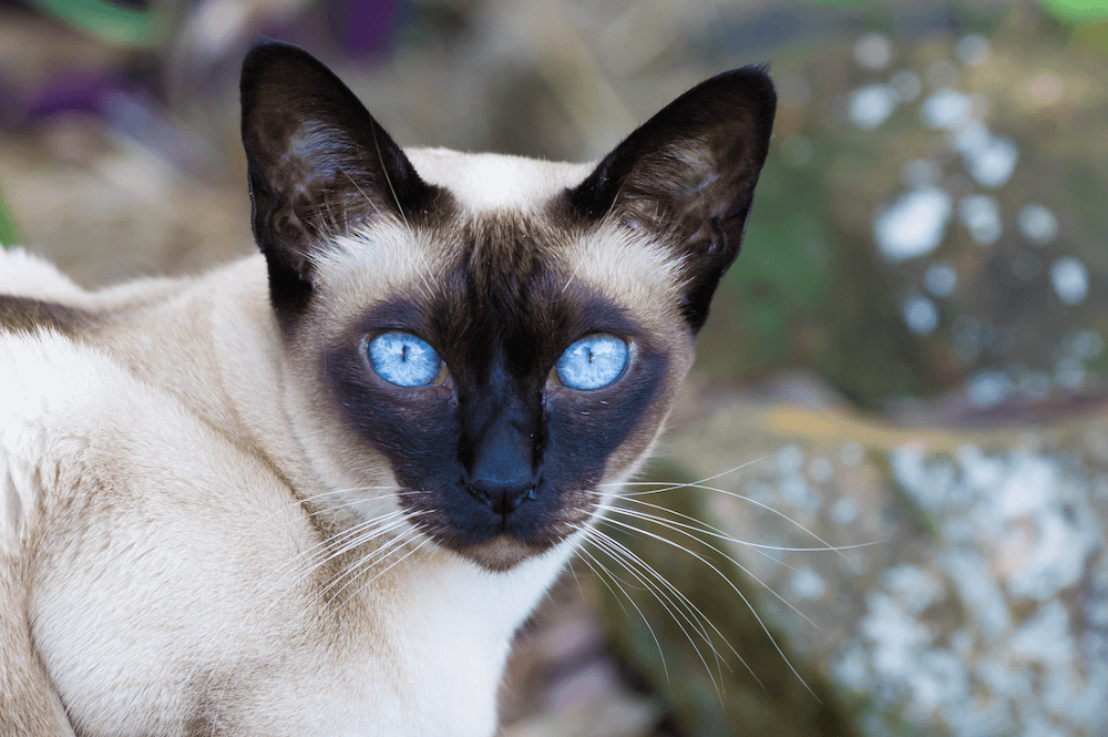Tonkinese cat with blue eyes