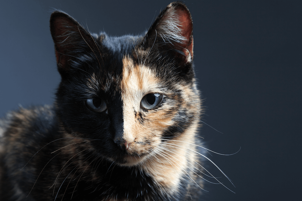 Tortoishell Cats - Fascinating Facts About The Tortie Cat