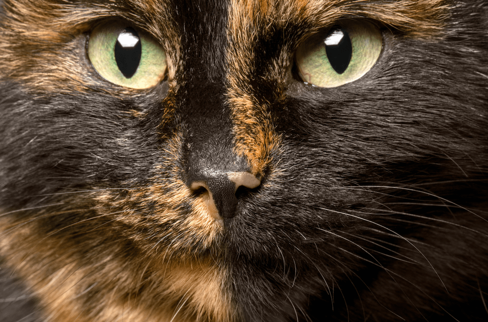close-up of tortie cat face
