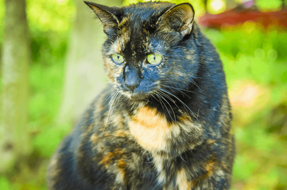 tortie cat outside