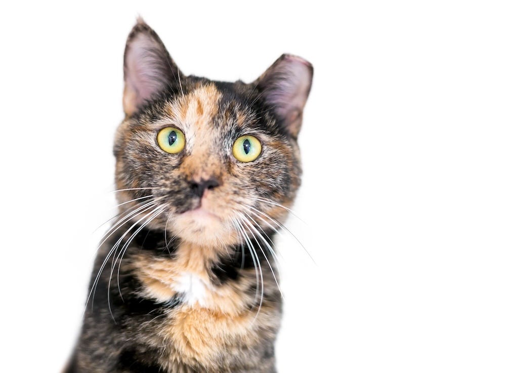 tabby tortoiseshell cat
