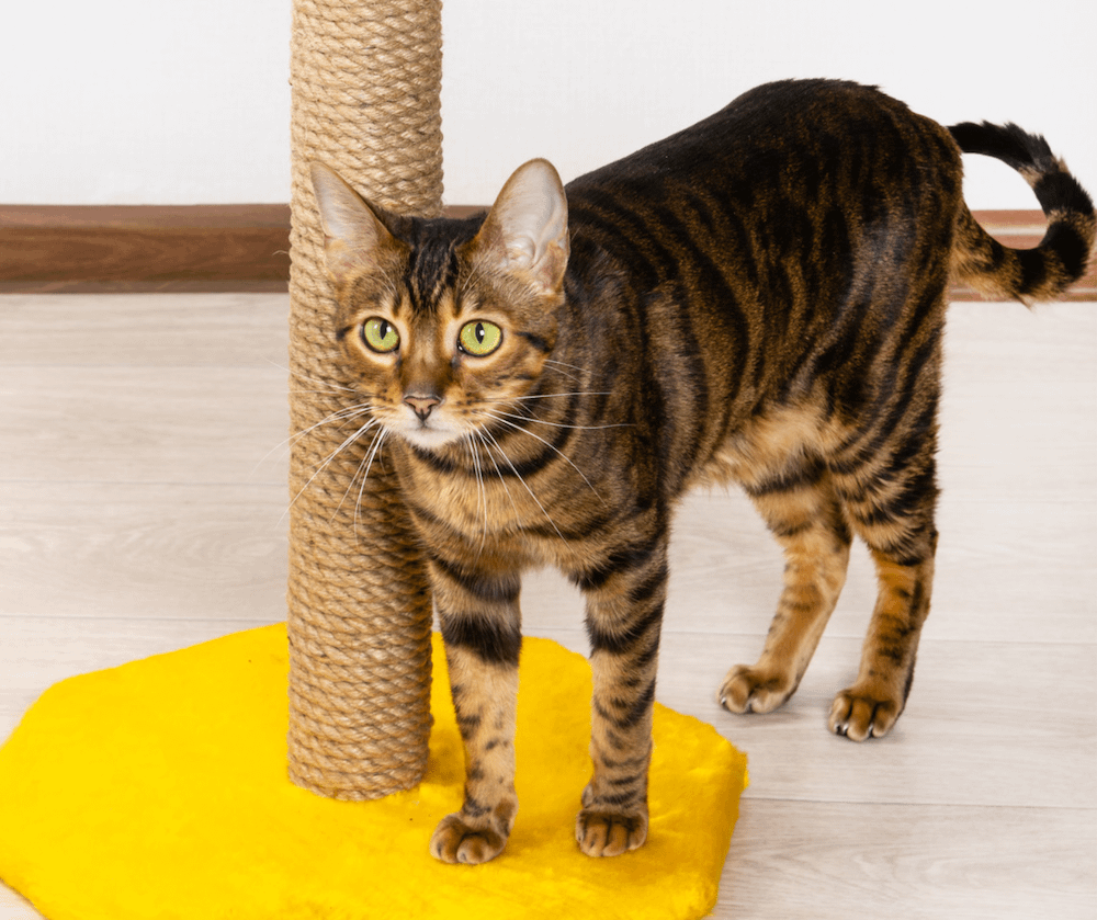 Toyger cat