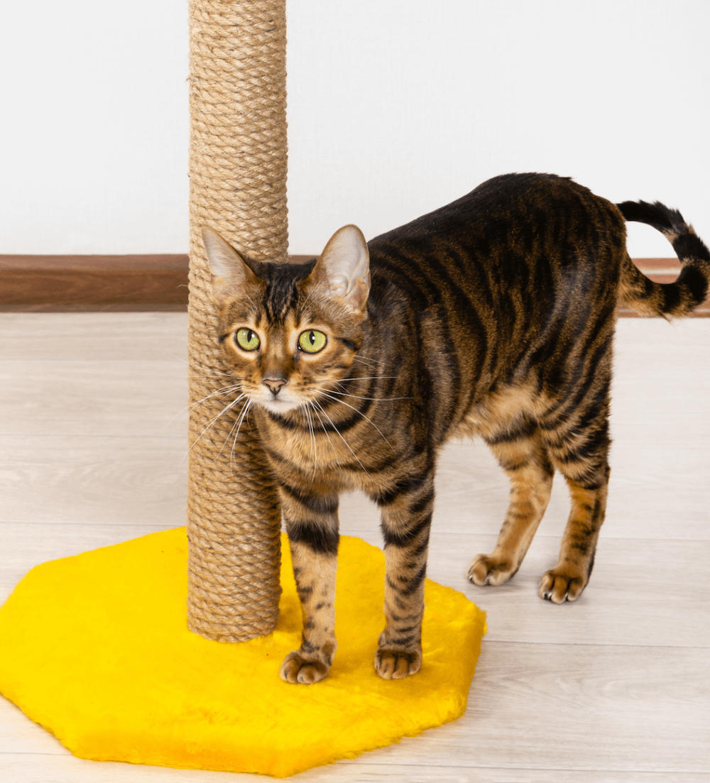 Toyger cat with scratching post