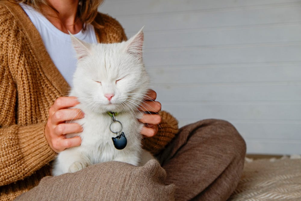 woman cuddling Turkish Angora cat