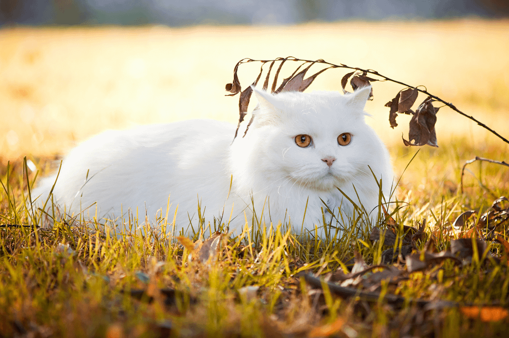 Turkish Angora cat