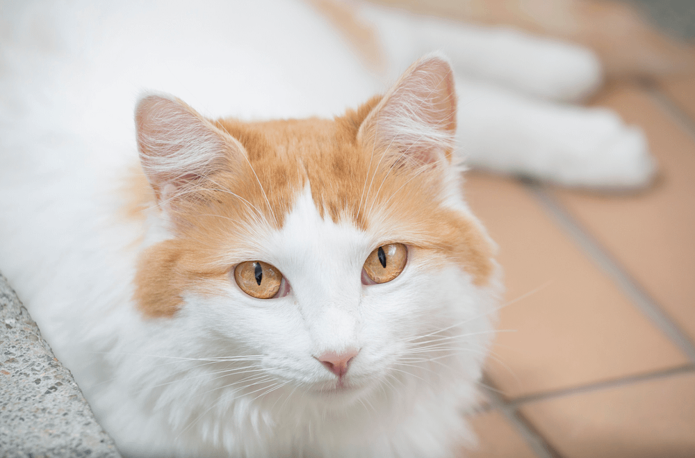 Turkish Van cat