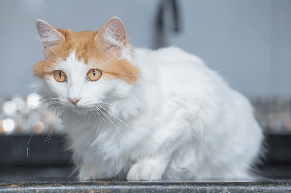 Turkish Van cat