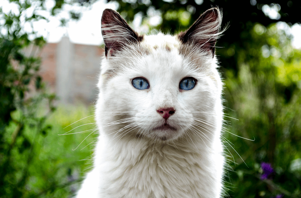 Turkish Van outdoors