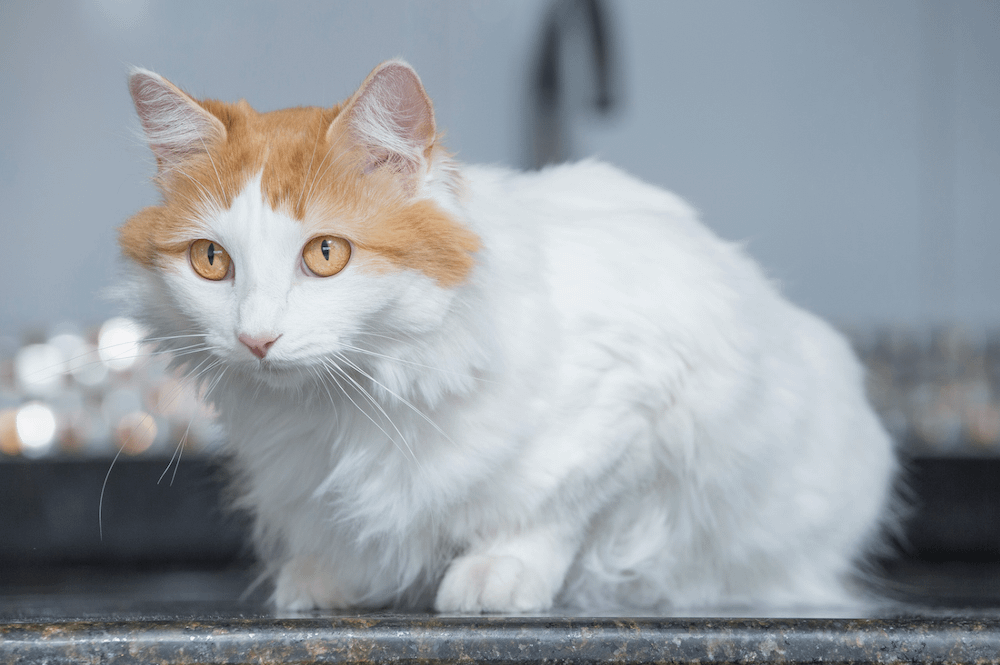 Turkish Van cat