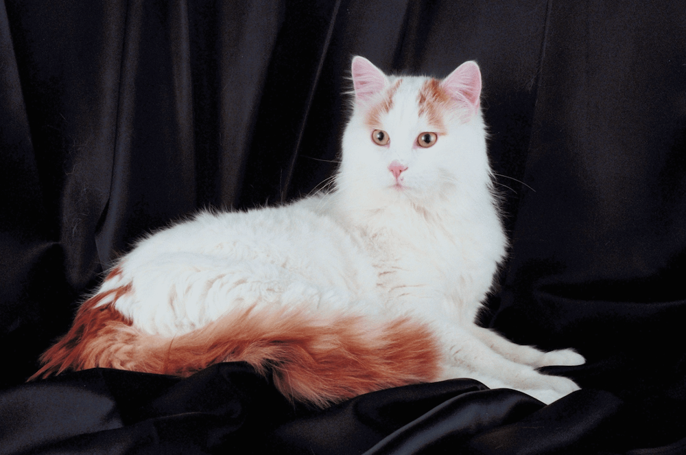Turkish Angora