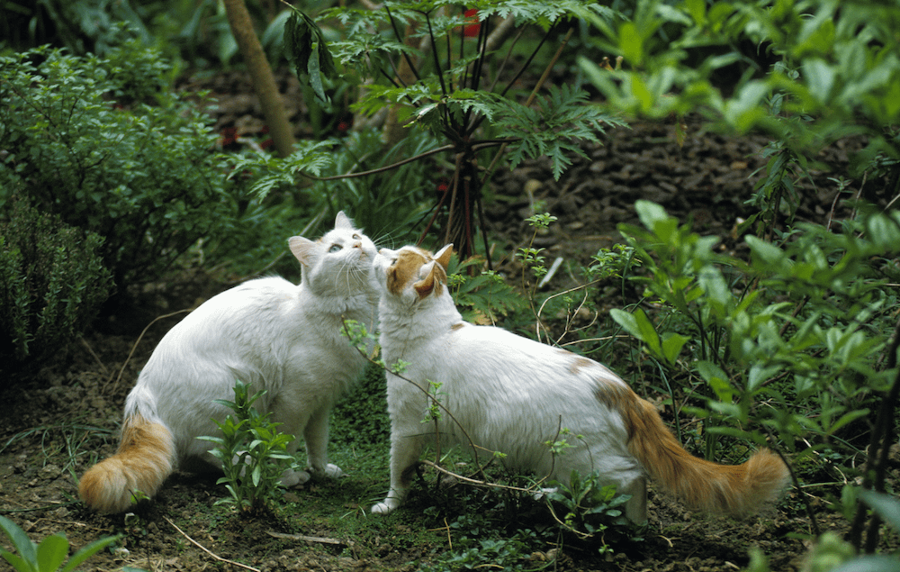 Turkish Van cats outdoors