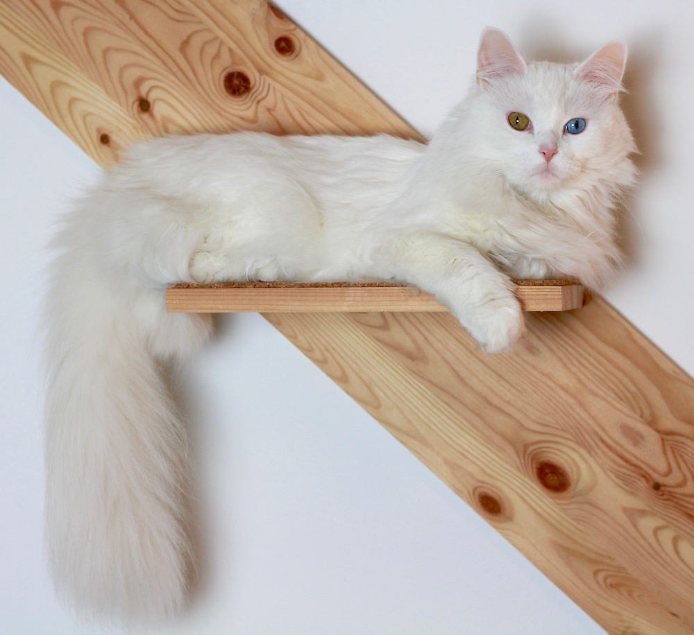 Turkish Angora cat