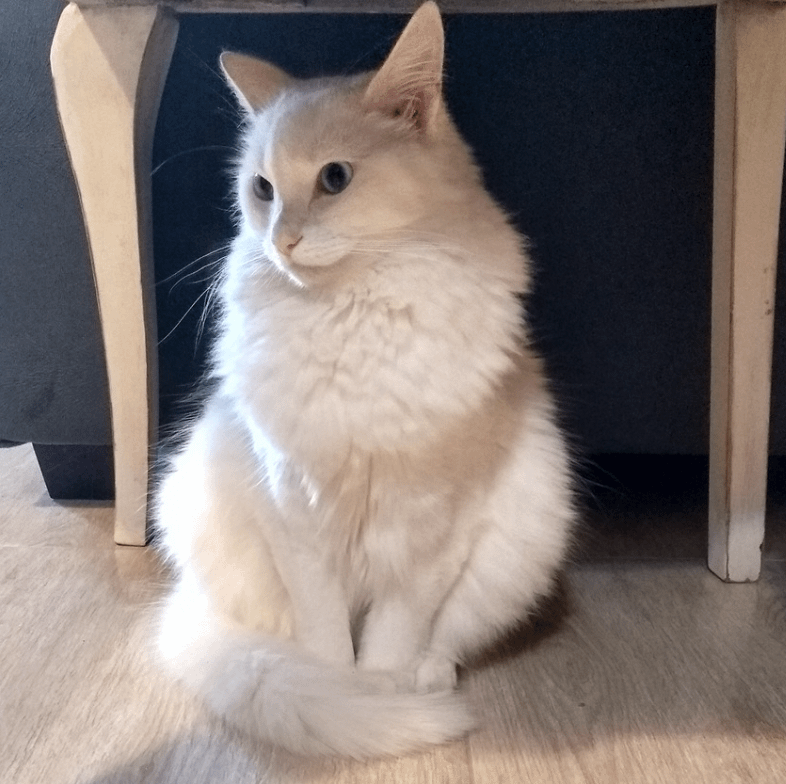 Turkish Angora sitting up