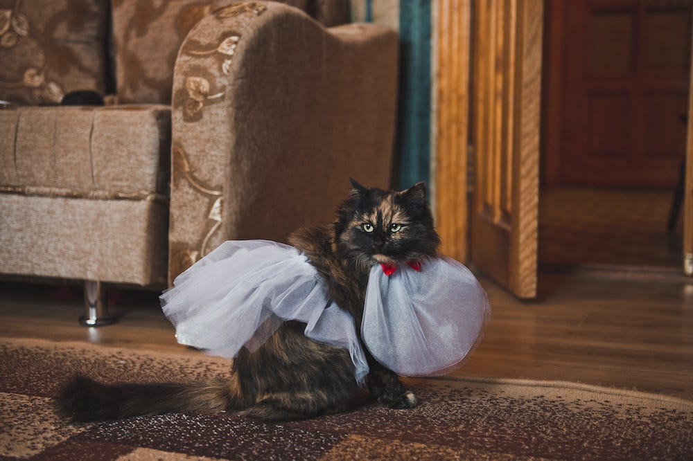 long-haired tuxedo cat wearing wedding costume