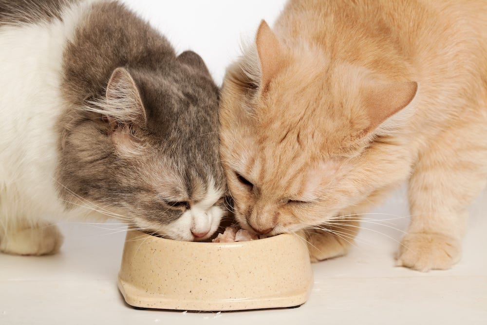 two cats eating from same food bowl