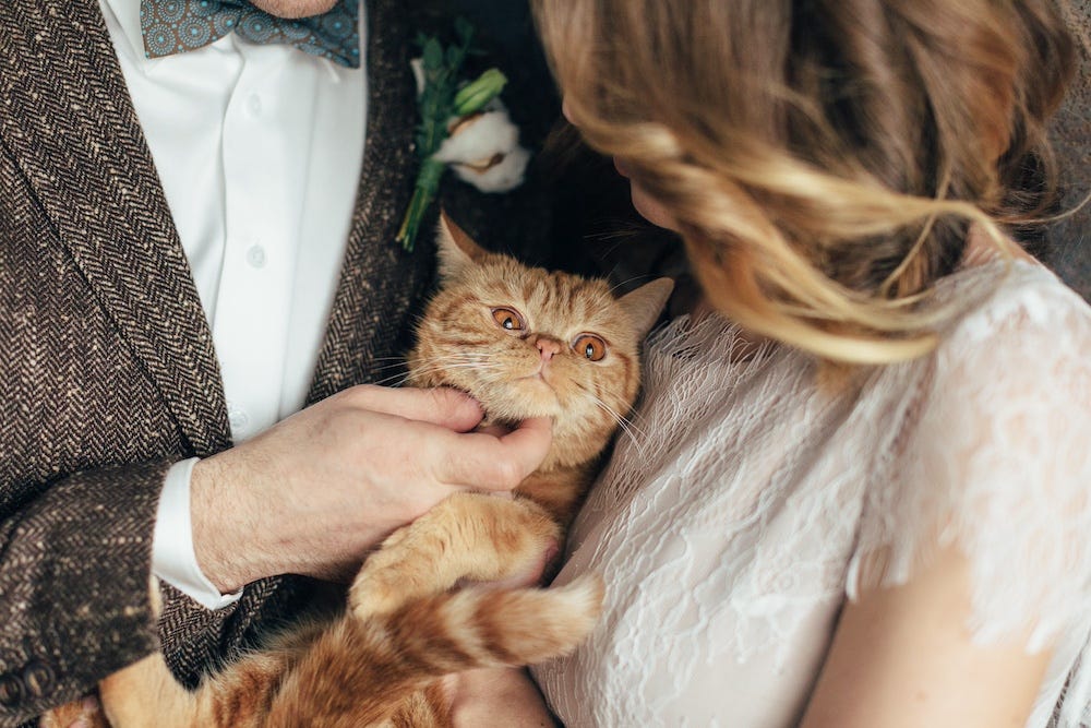 wedding couple snuggling orange British Shorthair cat