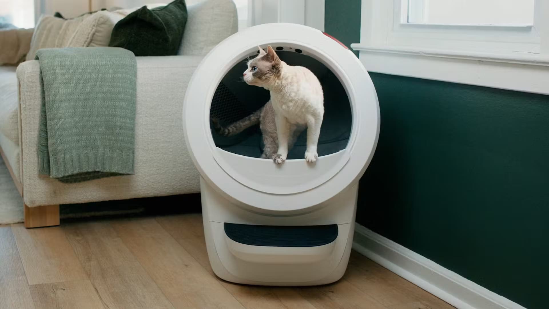 Cat in veterinarian approved automatic litter box Litter-Robot by Whisker