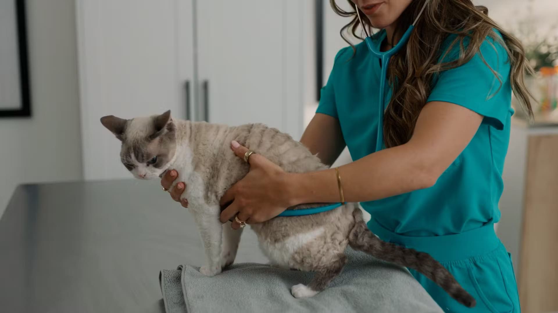 Veterinarian Anna Foster examining a cat for health issues