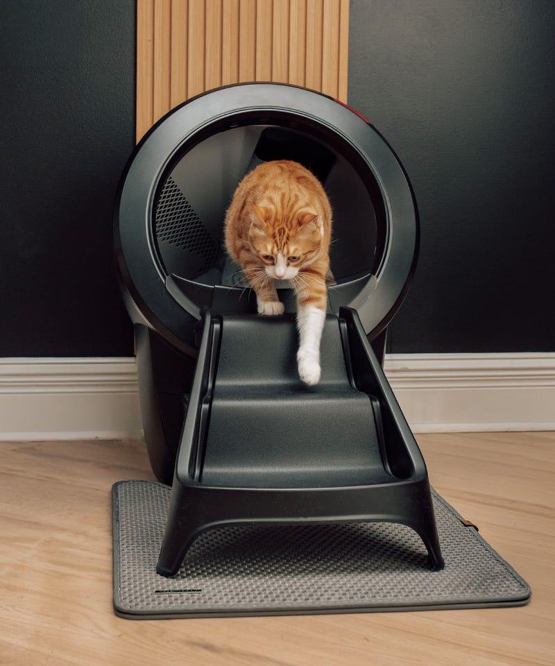 Senior cat using Litter-Robot with ramp