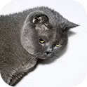 grey cat icon