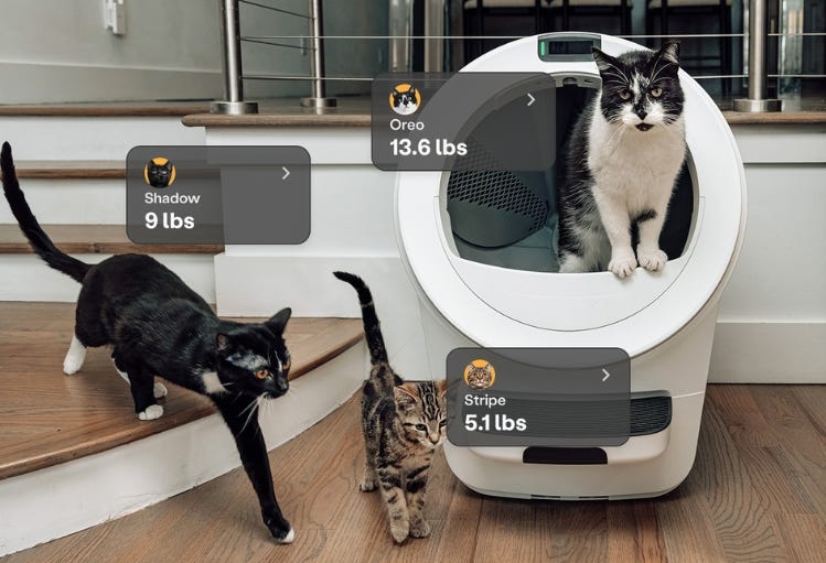 large cat in globe