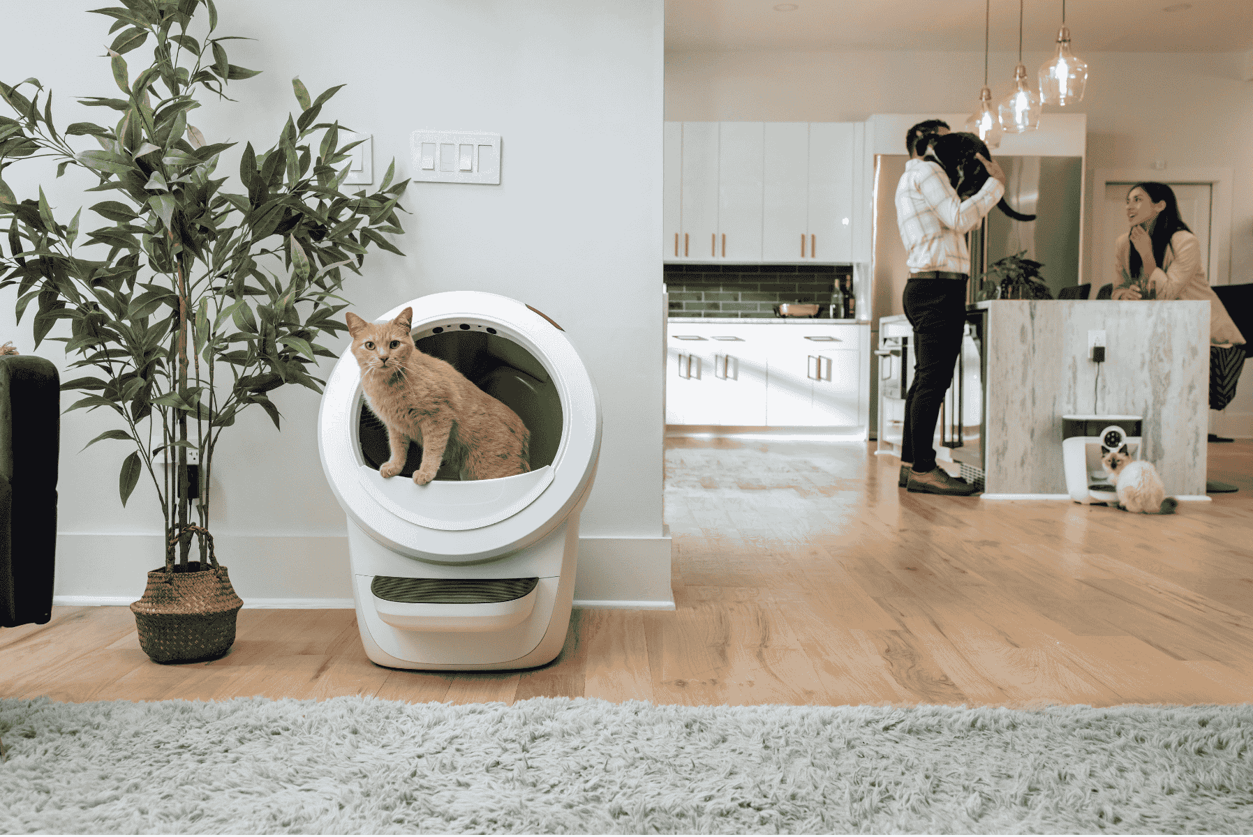 Reconditioned Litter-Robot and Feeder-Robot