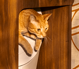 orange cat using Litter-Robot furniture