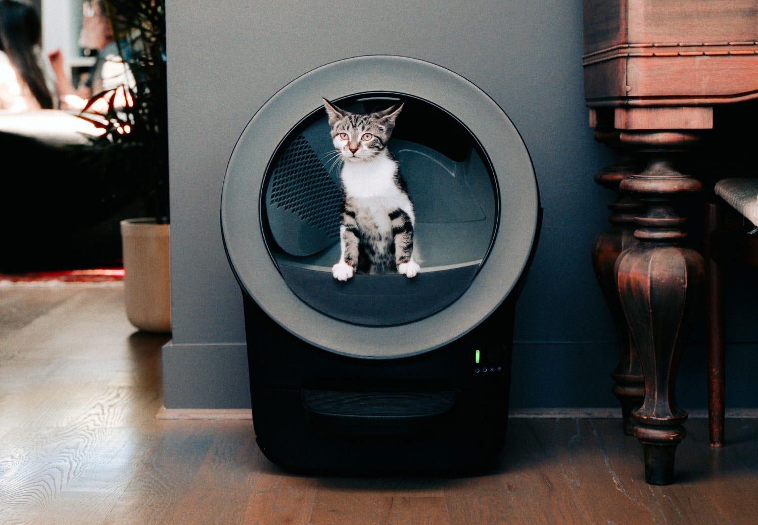 Kitten with Litter-Robot EVO