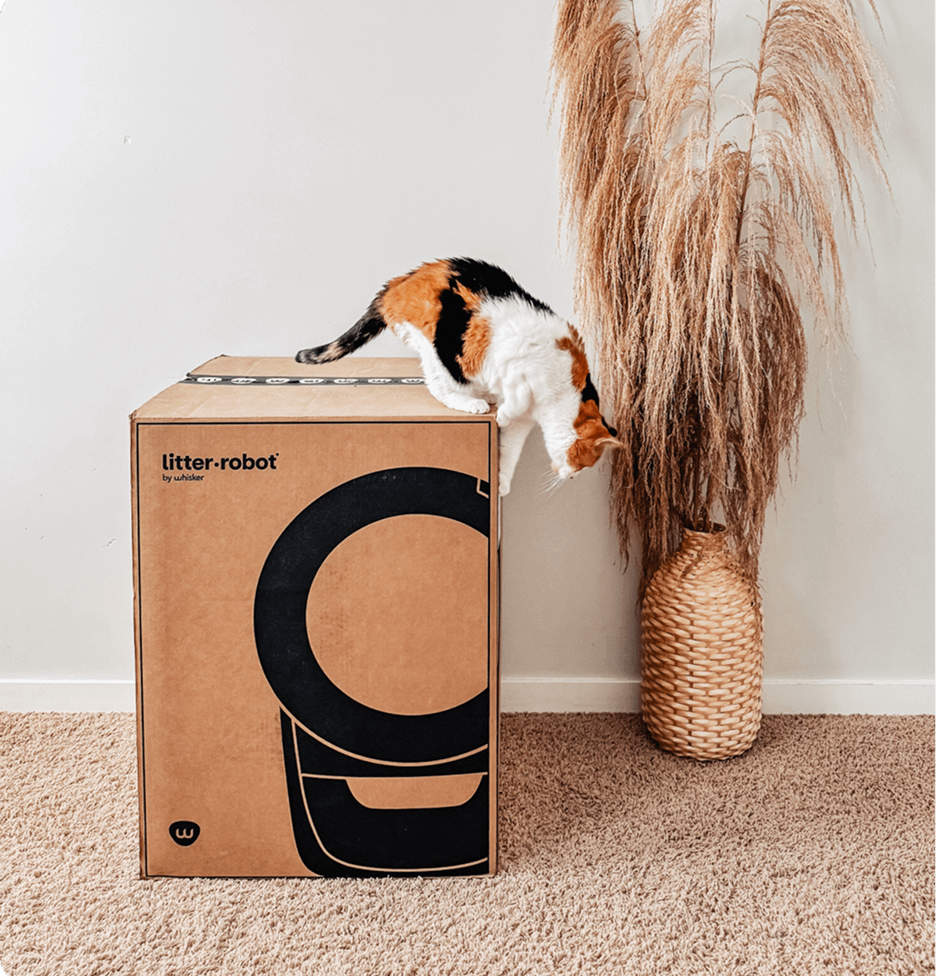 Cat on top of Litter-Robot delivery package