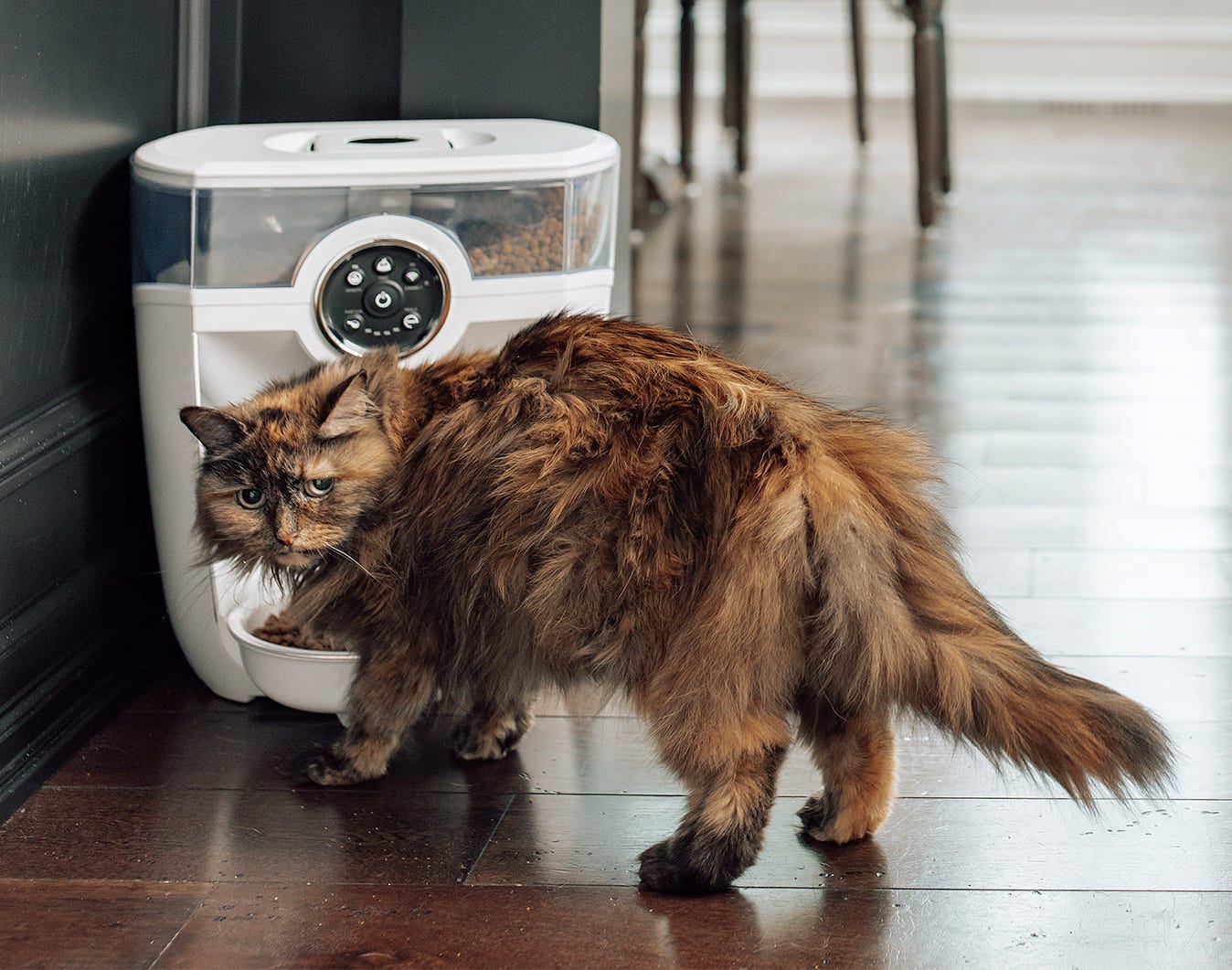 Cat with white Feeder-Robot