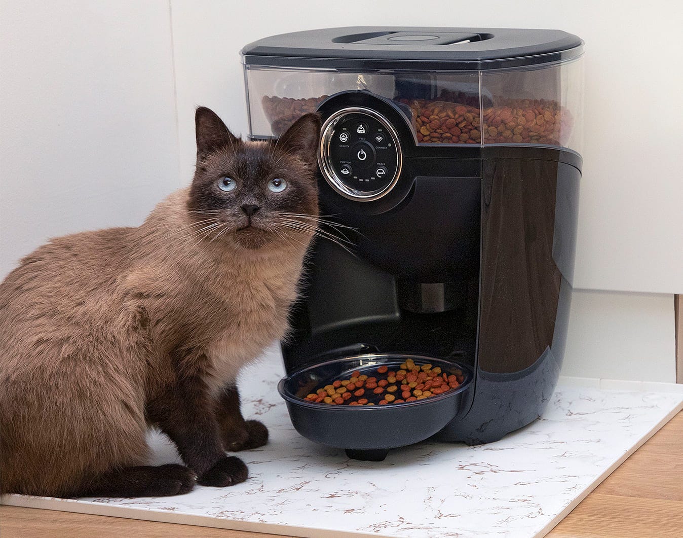 siamese cat with black feeder-robot