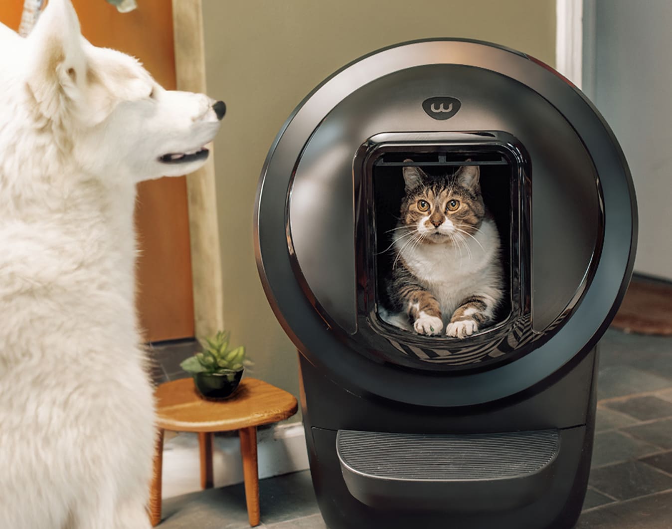 Cat enjoying added privacy with Shield