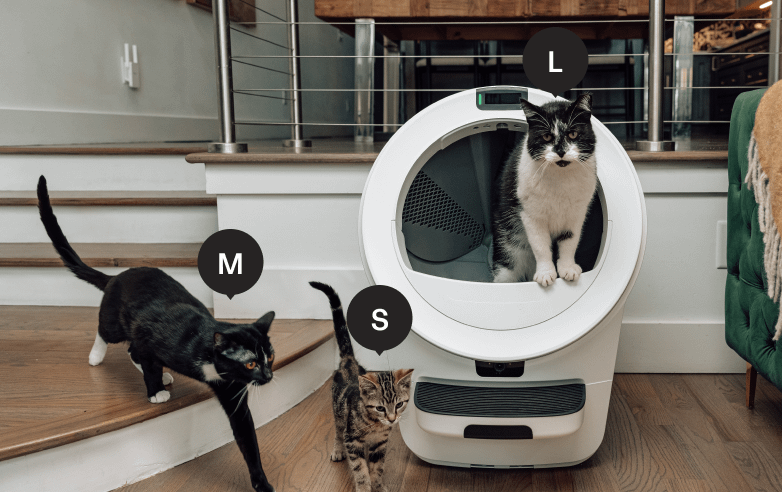 Cat size guide