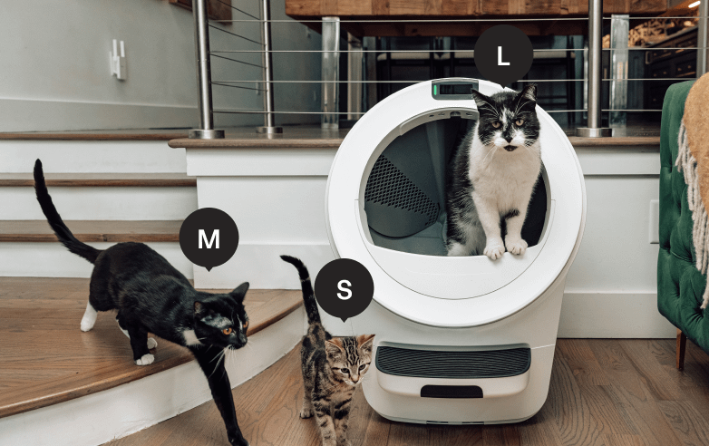 Cat size guide