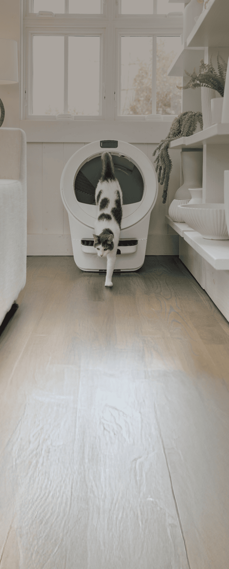 cat exiting Litter-Robot 5 automatic litter box