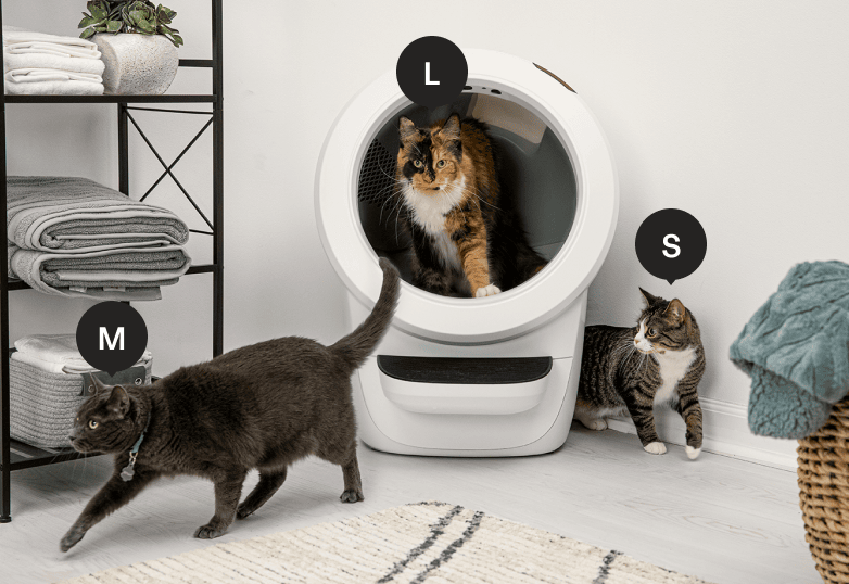 Cat size guide