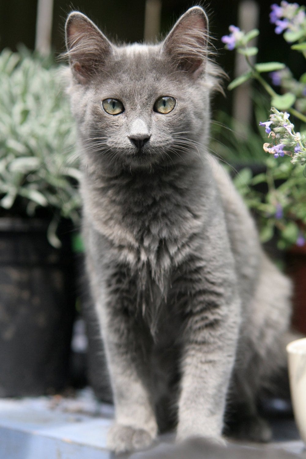 young Nebelung cat sitting outside