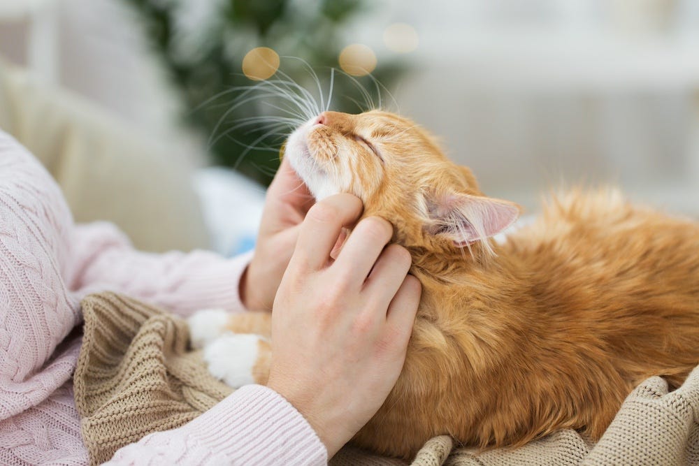 person stroking long-haired orange cat chin